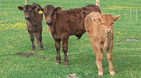 Calves at Liggars Farm, camping at St Keyne, Liskeard , Cornwall